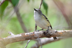 Vireo nelsoni