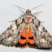 Verrill's Underwing - Photo (c) Christian Schwarz, some rights reserved (CC BY-NC), uploaded by Christian Schwarz