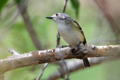 Vireo nelsoni