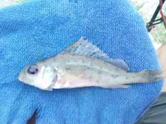 Gymnocephalus cernua