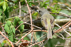 Vireo nelsoni