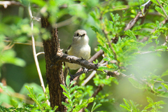 Vireo nelsoni