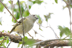 Vireo nelsoni