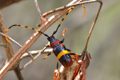 Trachyderes elegans