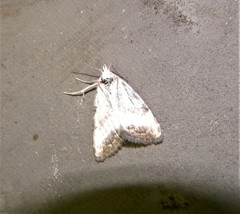 Nola cristatula