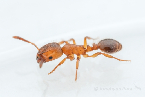 盗蚁属Harpagoxenus