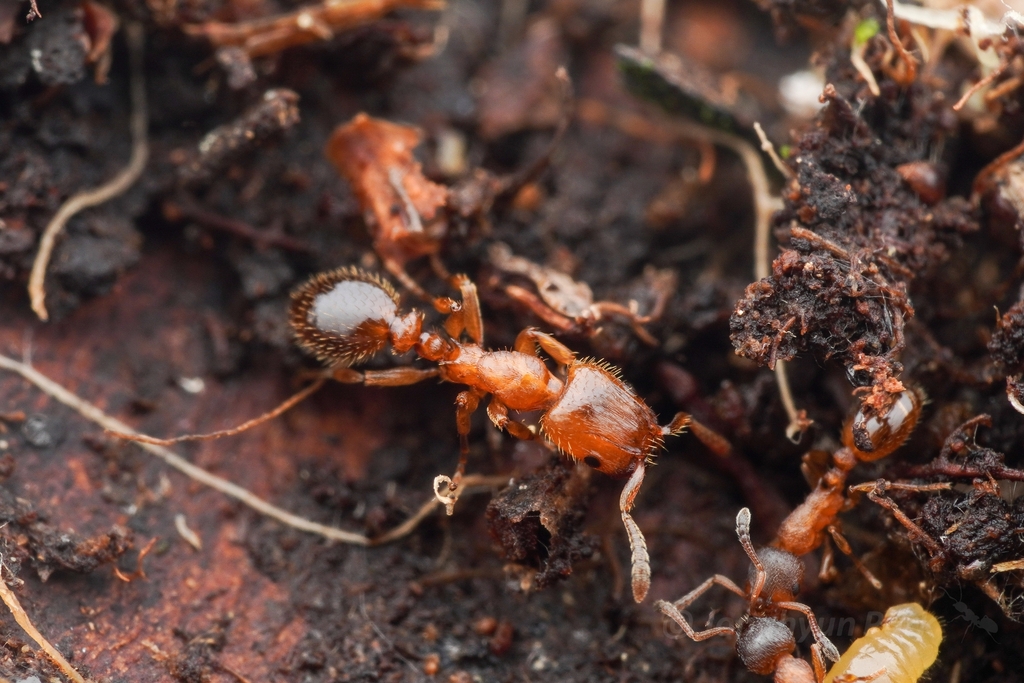 European Robber Ant
