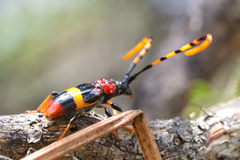 Trachyderes elegans