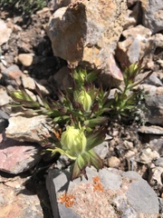 Castilleja occidentalis