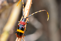 Trachyderes elegans