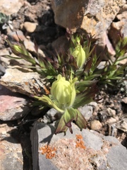 Castilleja occidentalis
