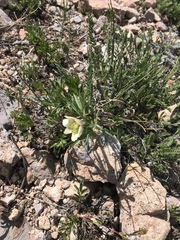 Anemone multifida saxicola