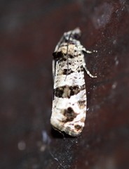 Lobesia peltophora