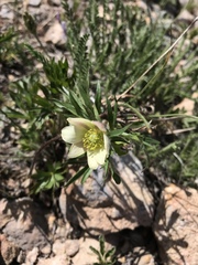 Anemone multifida saxicola