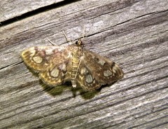 Anania coronata