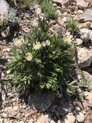 Anemone multifida saxicola