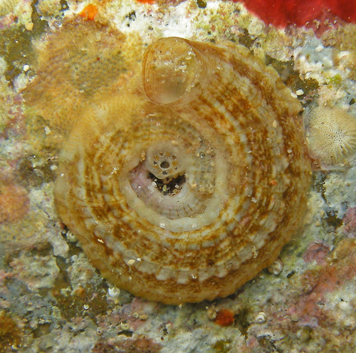 Thylacodes variabilis (M.G.Hadfield & Kay, 1972)