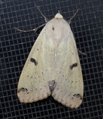 Ophiusa parcemacula