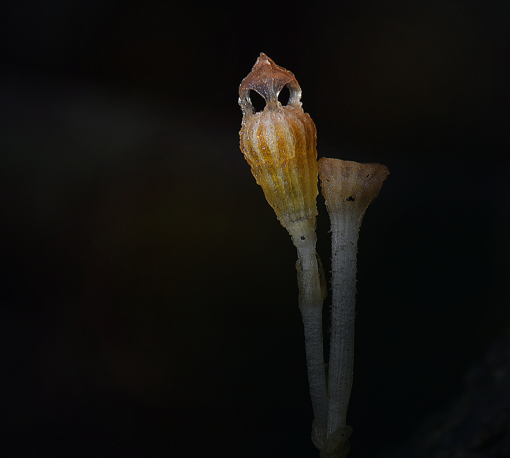 Thismia brunneomitroides
