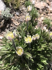 Anemone multifida saxicola