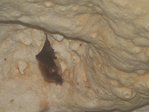 Mexican Funnel-eared Bat