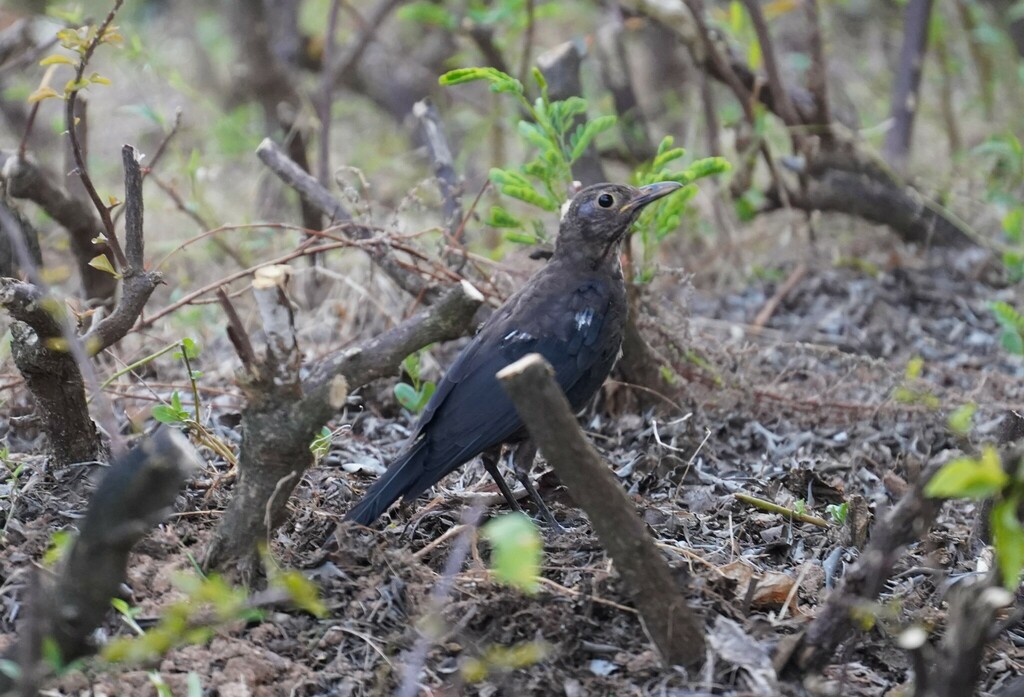 Chinese Blackbird from Zengcheng, Guangzhou, Guangdong, China on August ...