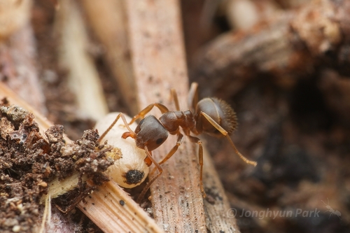 Lasius paralienus