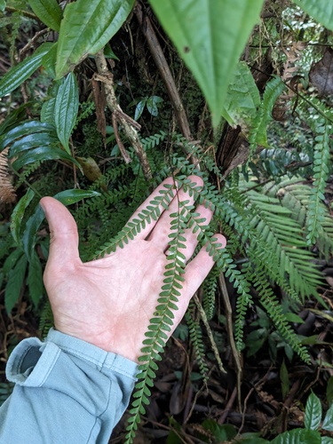Lindsaea regularis observed 2024-10-03