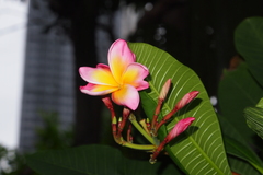 Plumeria rubra