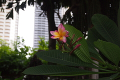 Plumeria rubra