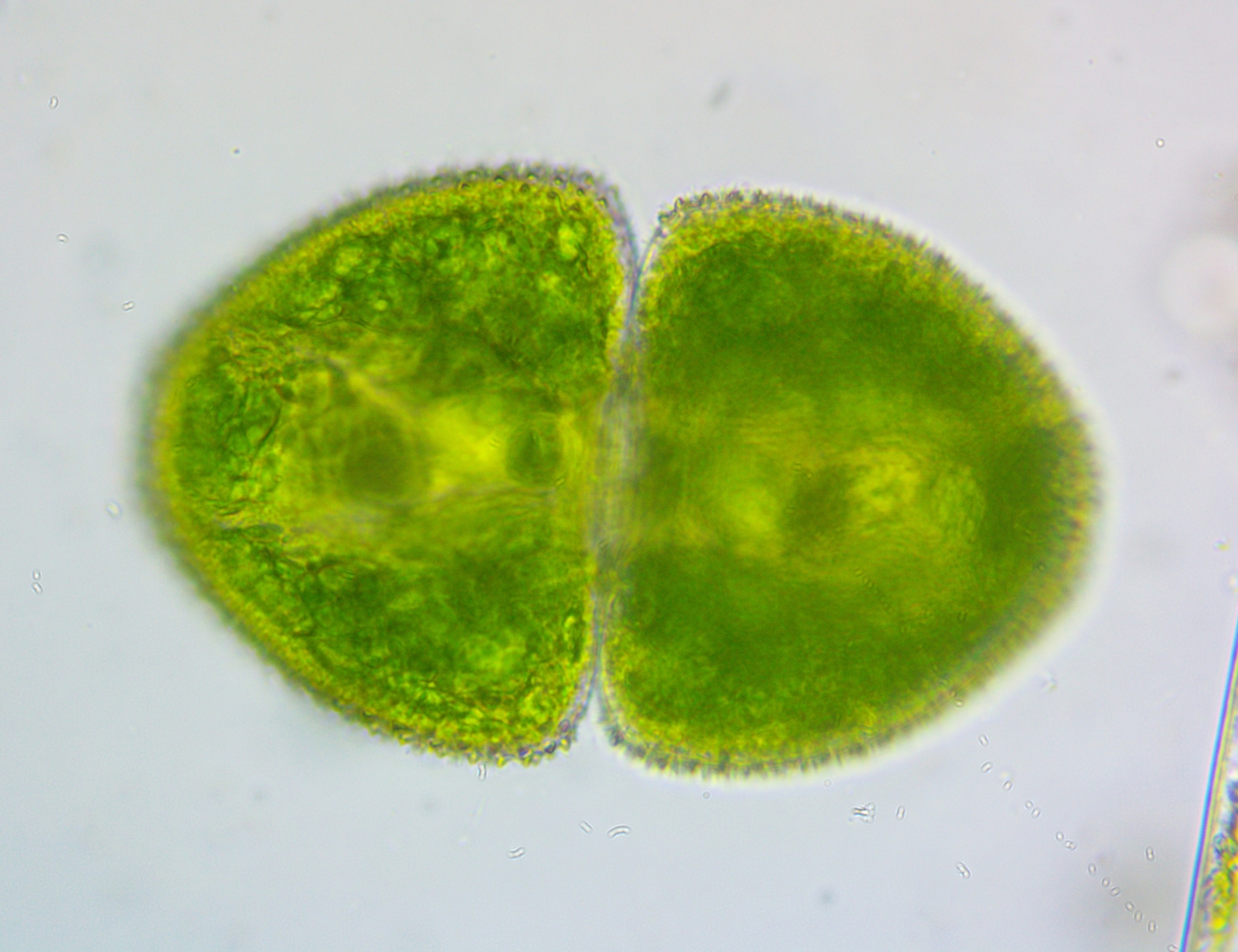 Cosmarium ovale