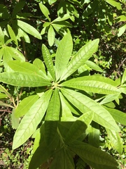 Rhododendron occidentale