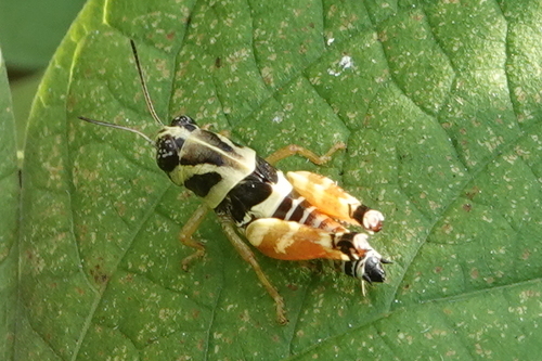 Aztec Spur-throated Grasshopper