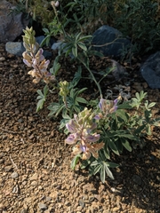 Lupinus concinnus