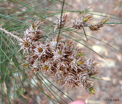 Cylindrococcus spiniferus