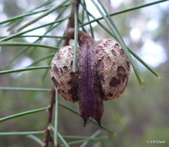 Hakea gibbosa