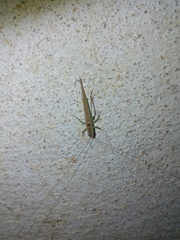 Conocephalus conocephalus