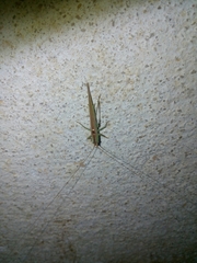 Conocephalus conocephalus
