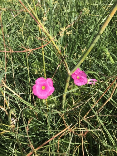 Image of Oxalis bowiei by (c) Yokki, some rights reserved (CC BY)