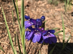 Penstemon glaber