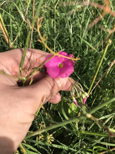 Image of Oxalis bowiei by (c) Yokki, some rights reserved (CC BY)