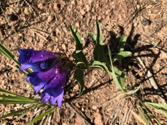 Penstemon glaber