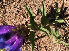 Penstemon glaber