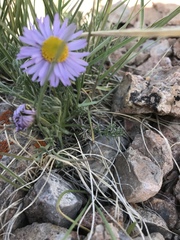 Erigeron pinnatisectus