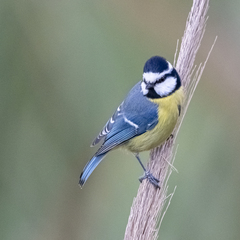 African Blue Tit photo 2