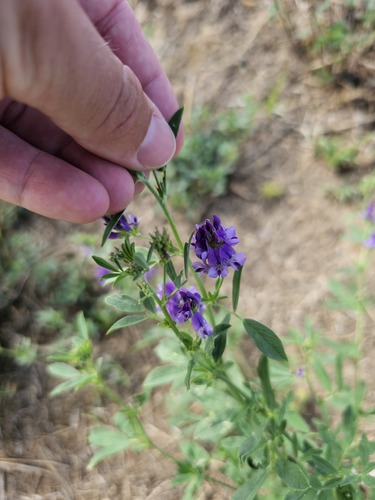 Medicago sativa