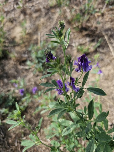 Medicago sativa