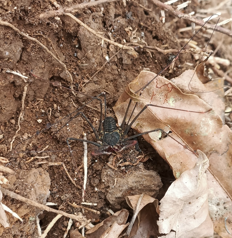 Heterophrynus batesii (Butler, 1873)