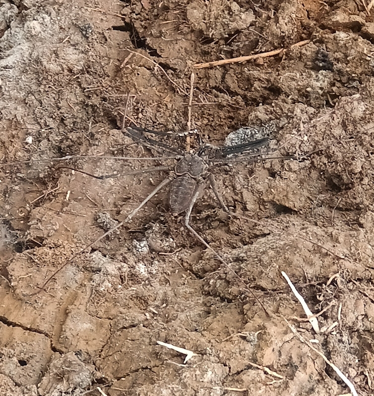 Heterophrynus batesii (Butler, 1873)