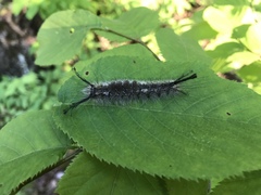 Dasychira dorsipennata